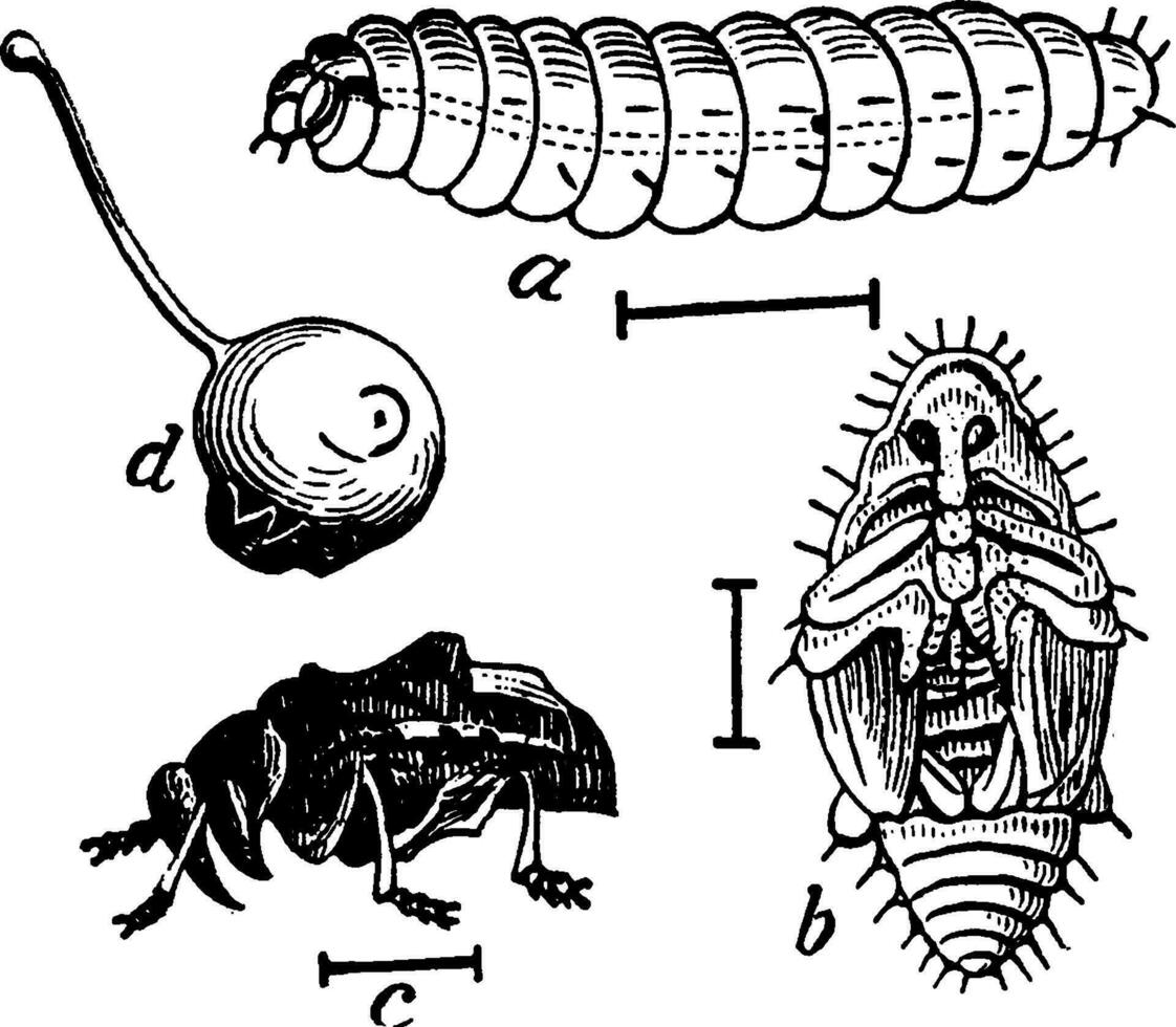 curculio, Clásico ilustración. vector