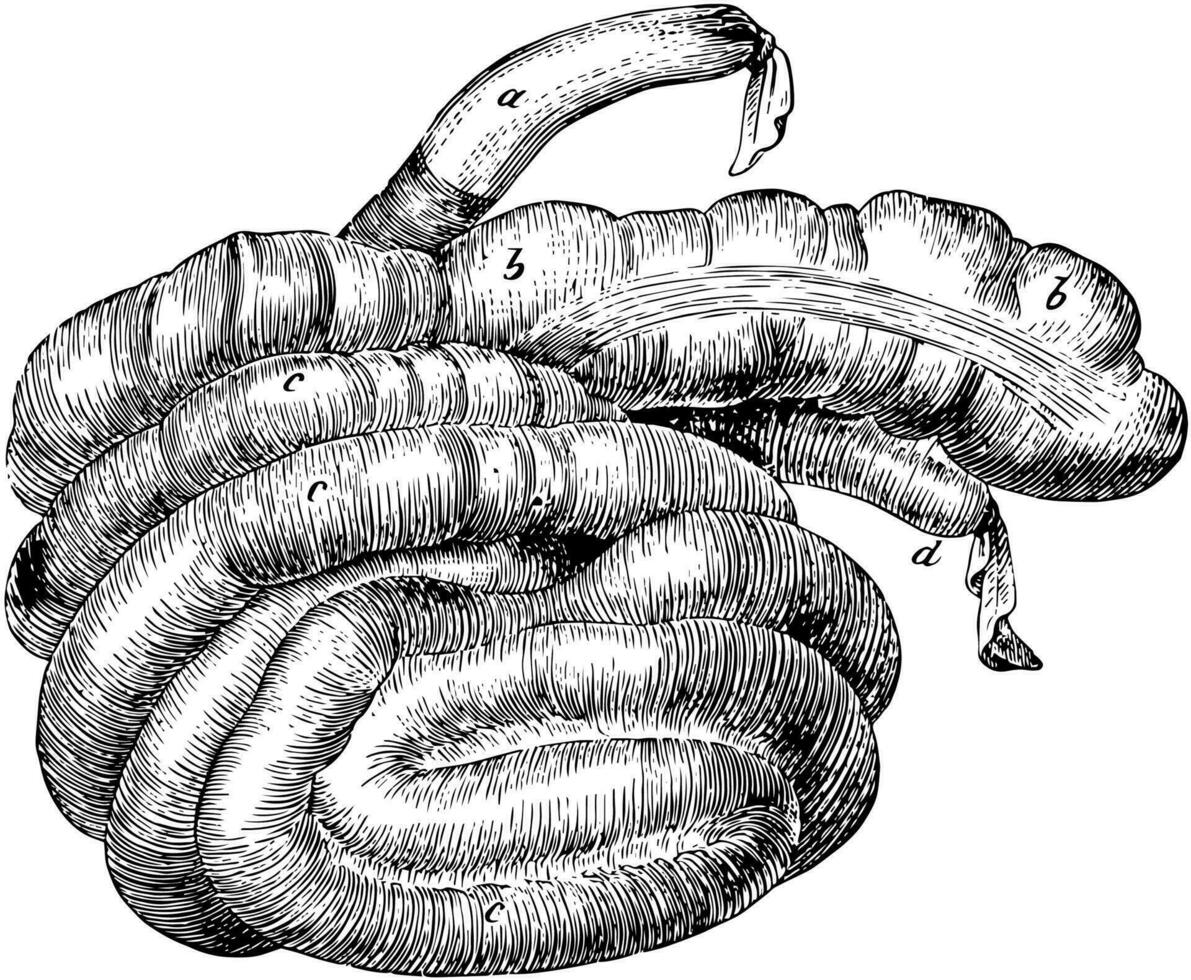 Caecum and Colon of a Hog, vintage illustration. vector