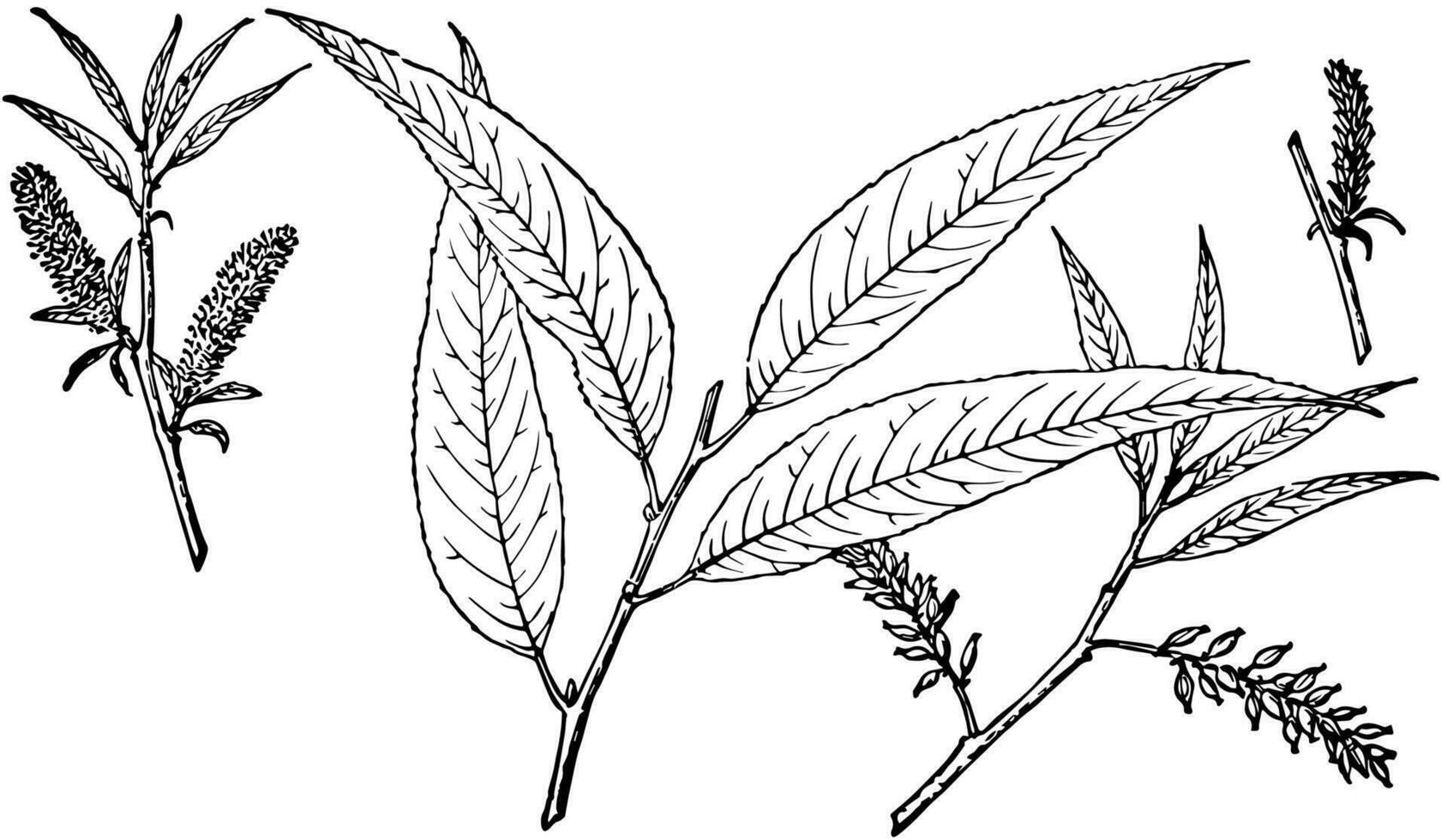 Branch of Bonpland Willow vintage illustration. vector