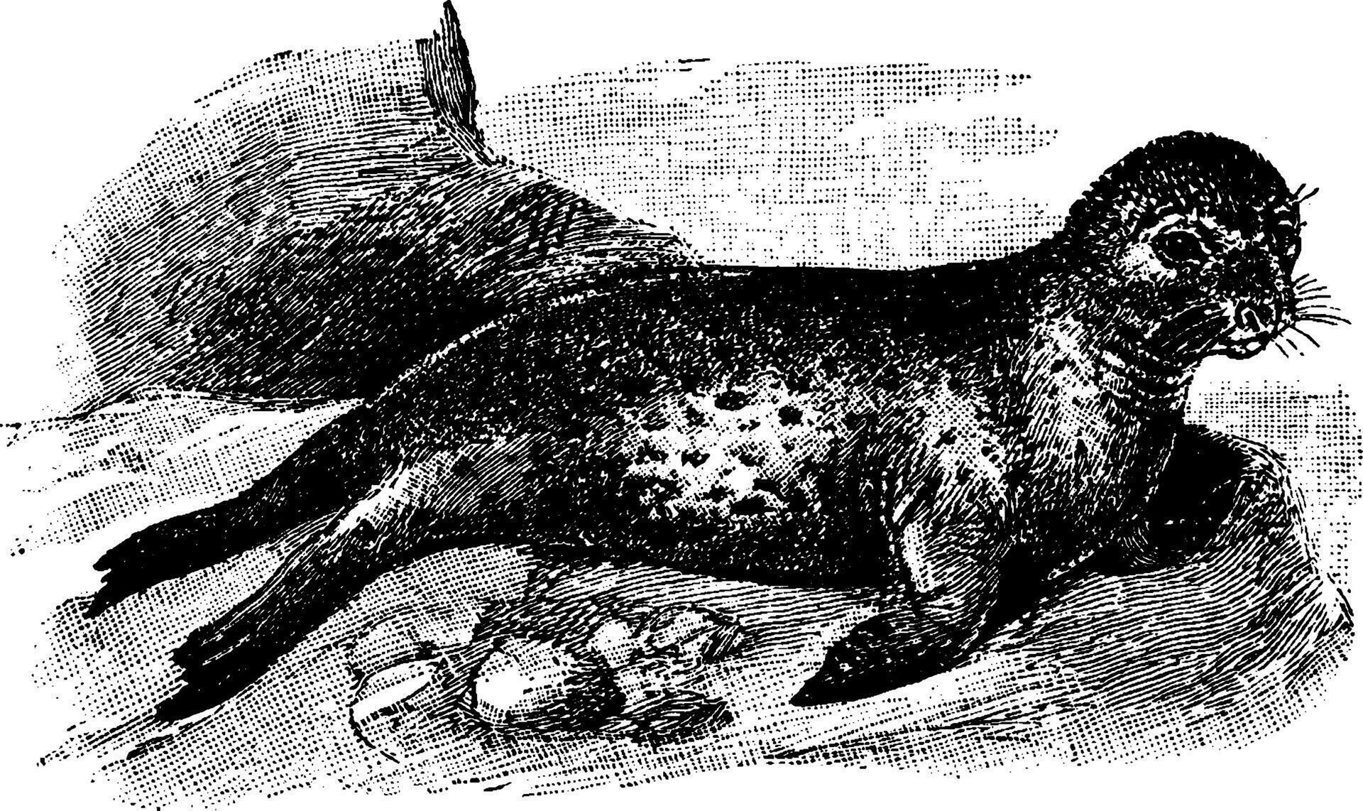 Leopard Seal, vintage illustration. 35462160 Vector Art at Vecteezy