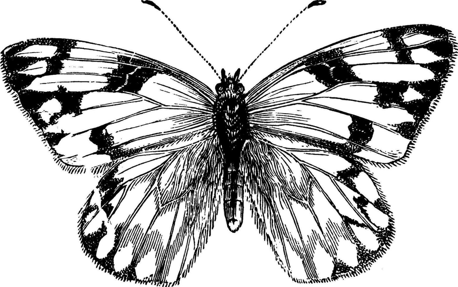 hembra repollo mariposa, Clásico ilustración. vector