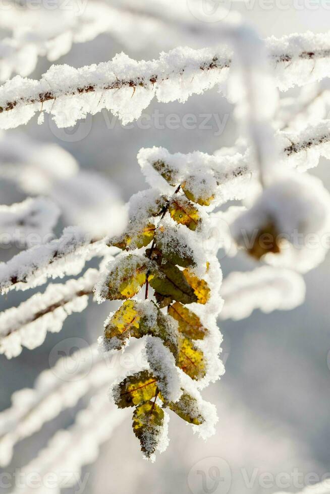 Covered with hoarfrost and fluffy snow twig with yellow leaves on tree in winter. Vertical format. photo