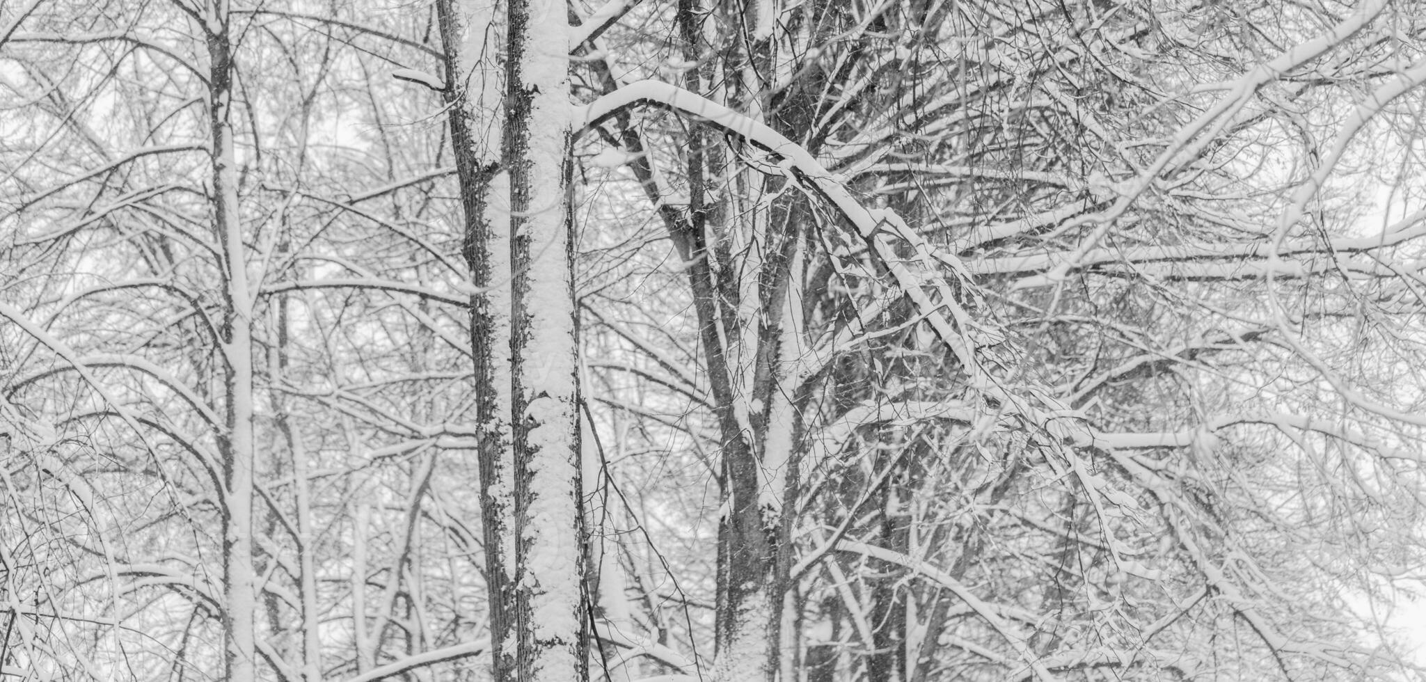 White snow on bare tree branches on frosty winter day close up as background. photo