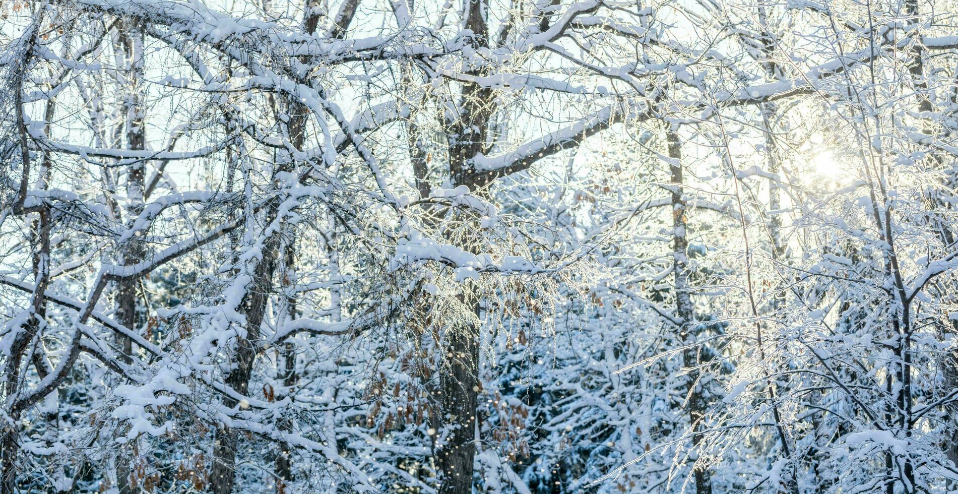 Bare tree branches covered by white fluffy snow and winter sun shining through them in frosty day. photo