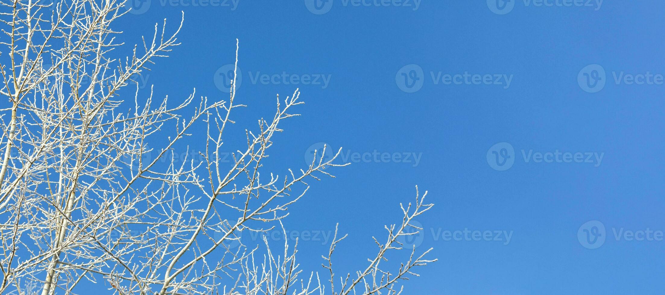 Snowbound tree branches on blue sky background. Winter or Christmas banner. Copy space. photo