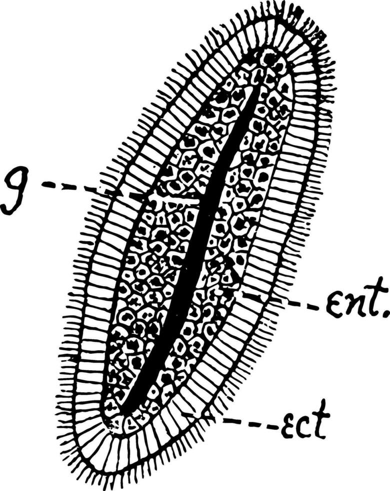 Hydroid Planula, vintage illustration. vector
