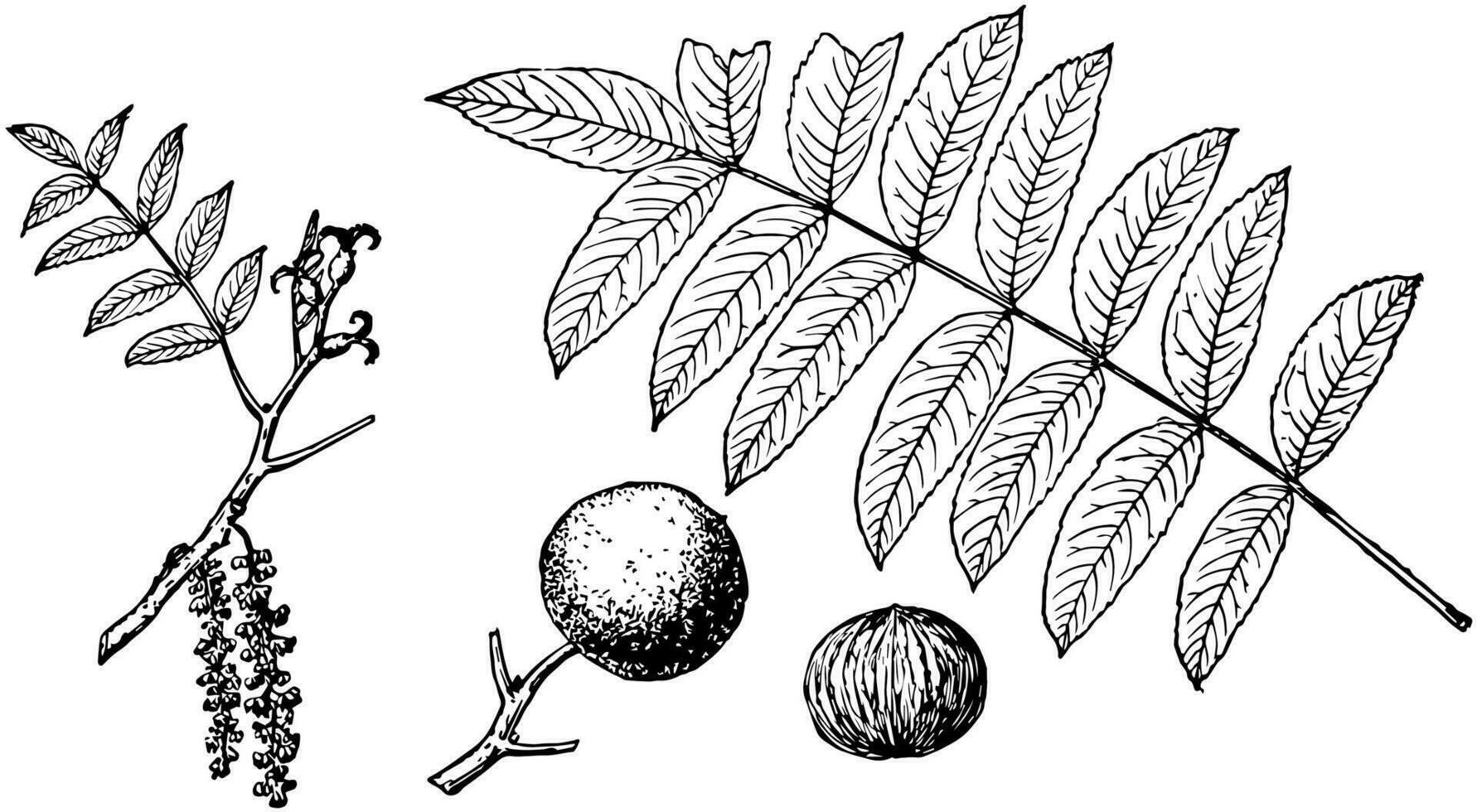 Branch of California Black Walnut vintage illustration. vector