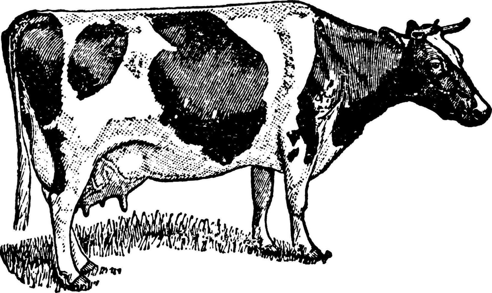 Holstein Cow, vintage illustration. vector