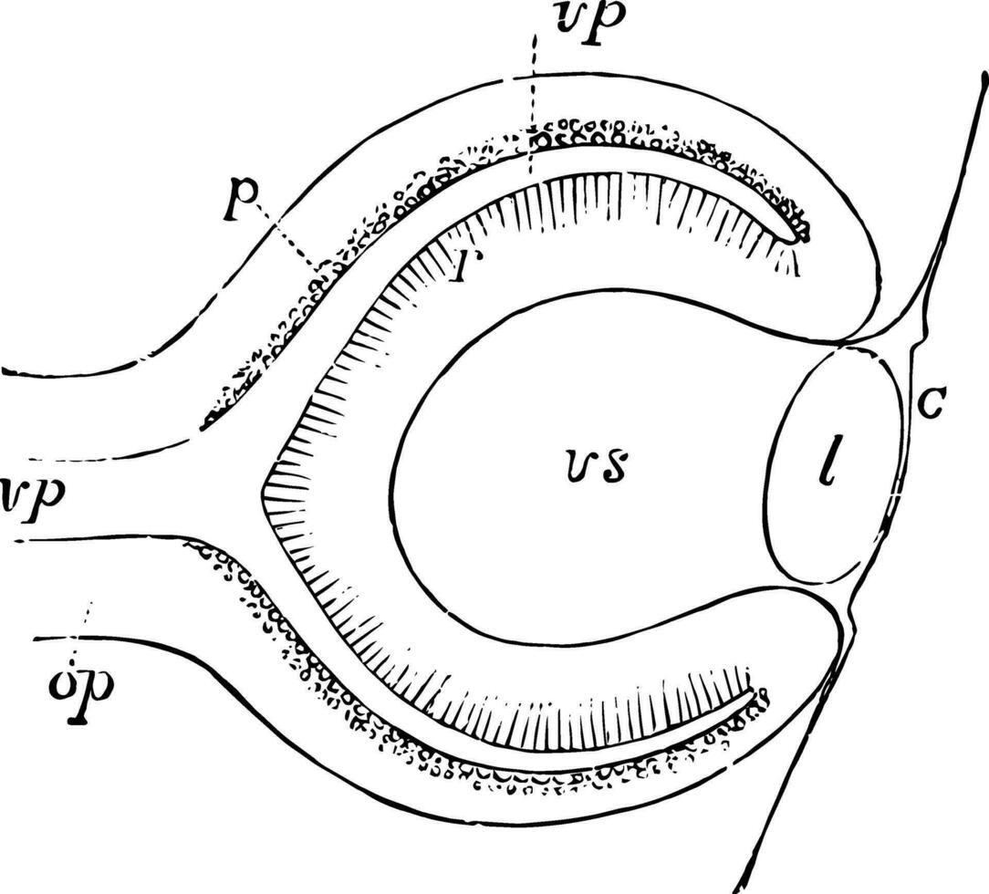 Eye of Fetus of Four Weeks, vintage illustration. vector
