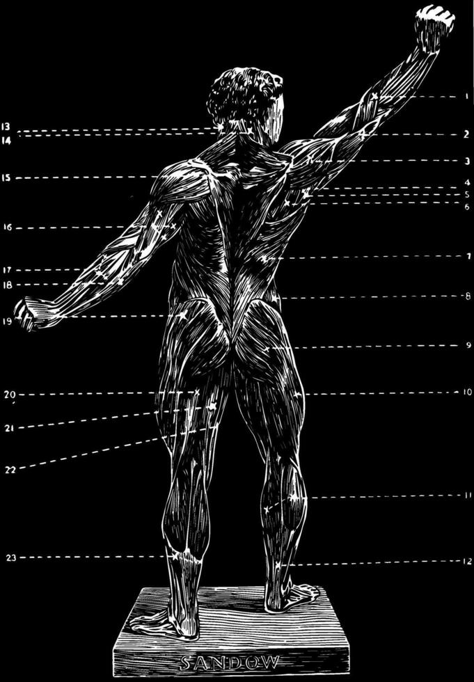 The Human Body - Back View, vintage illustration vector