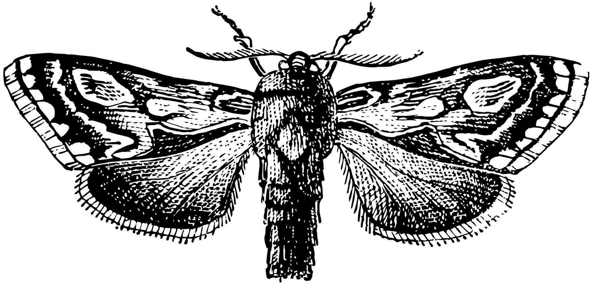 Pine Beauty Moth, vintage illustration. vector