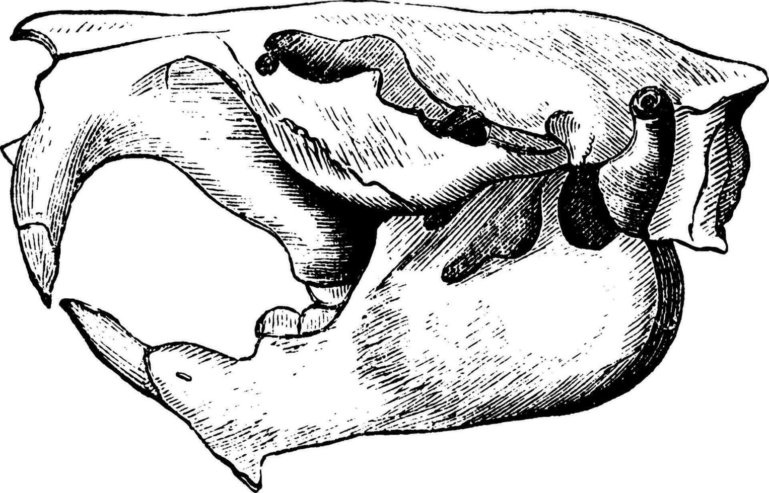 Beaver Skull, vintage illustration. vector