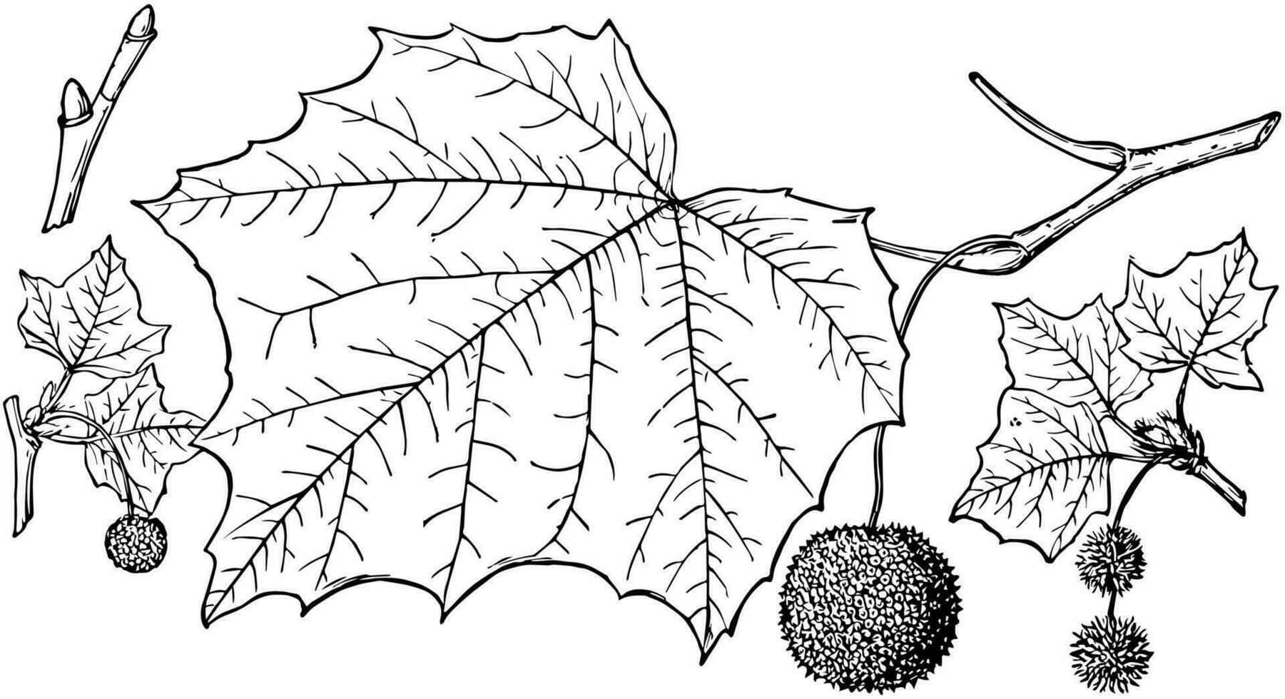 Branch of American Sycamore vintage illustration. vector