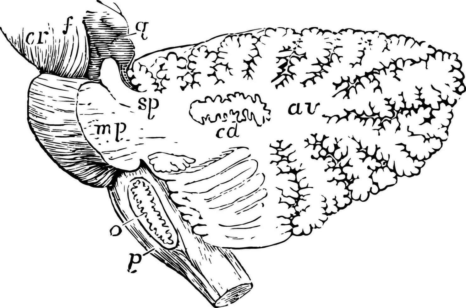 The Cerebellum of the Brain, vintage illustration vector