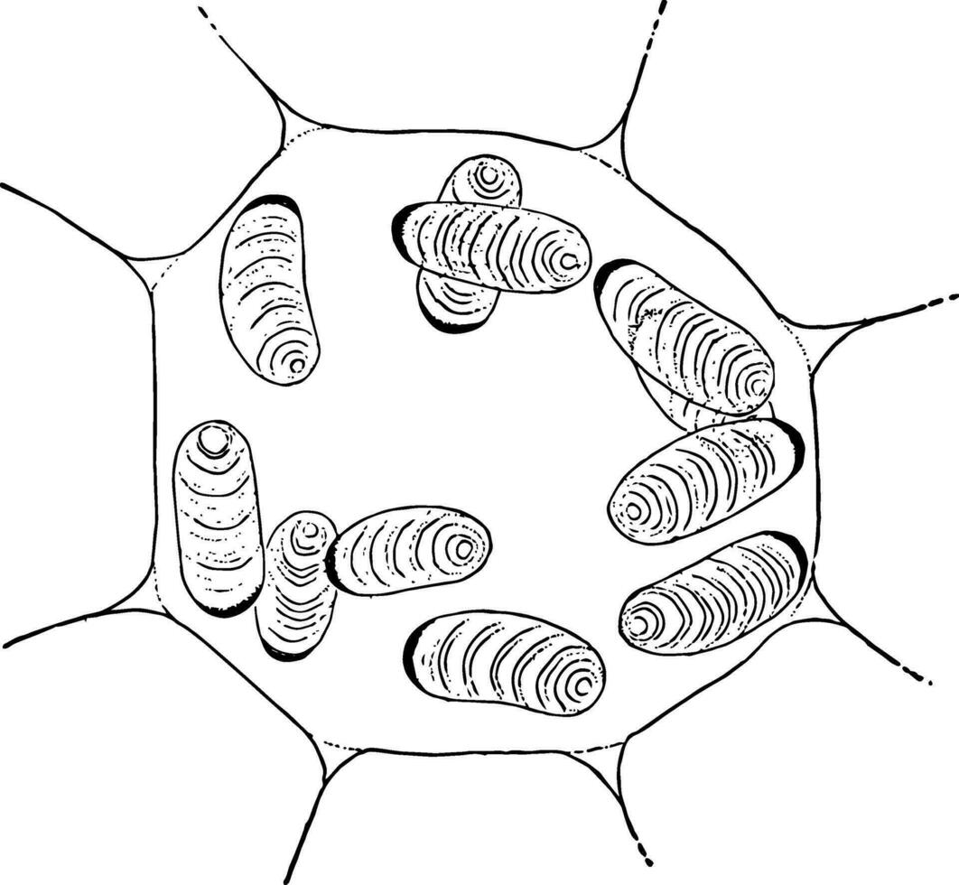 Pellionia Plant Cell, vintage illustration vector