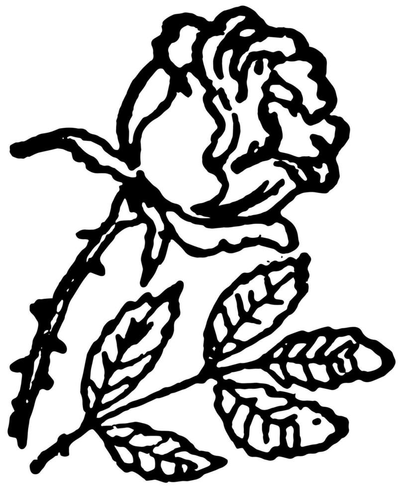 One Rose, vintage illustration vector