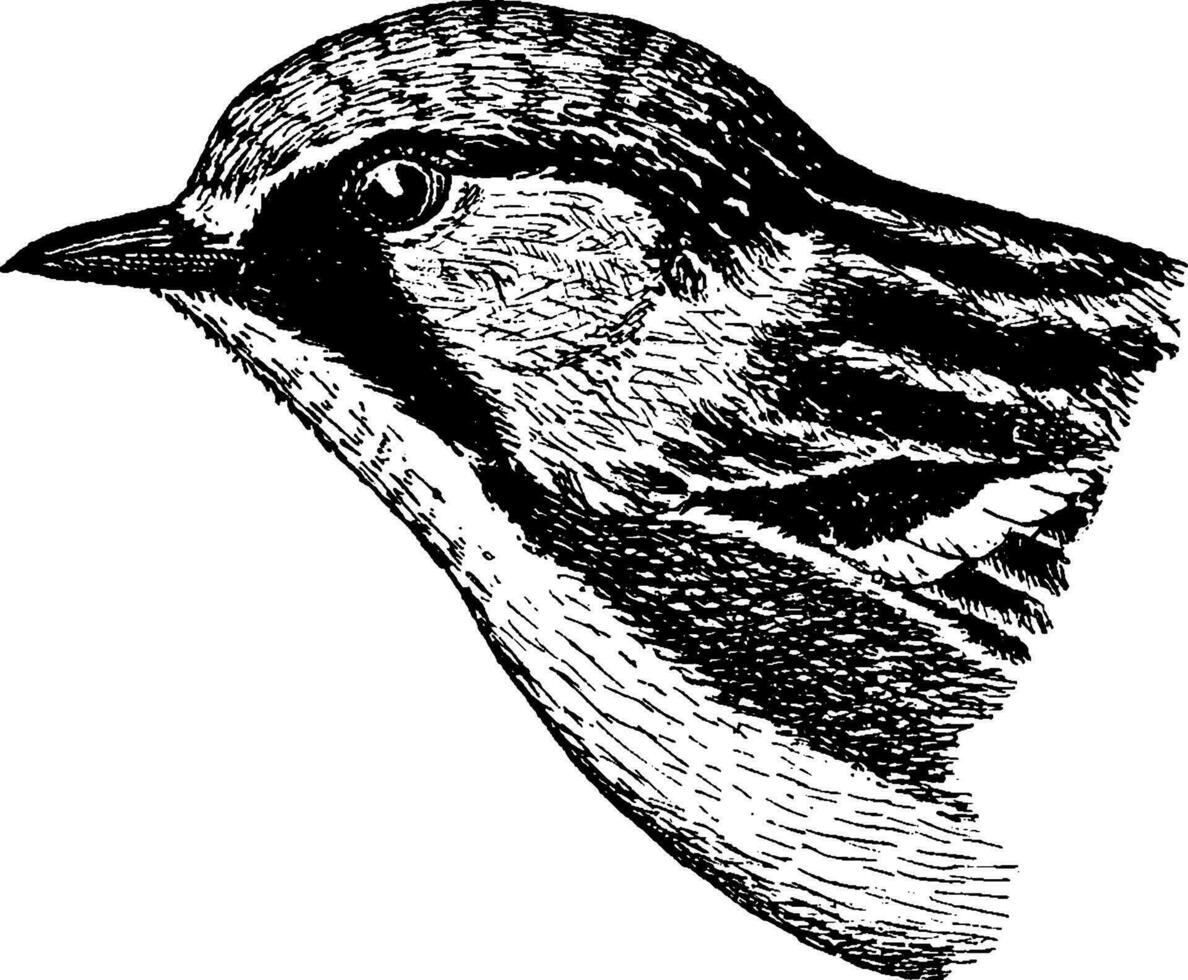 Chestnut sided Warbler, vintage illustration. vector