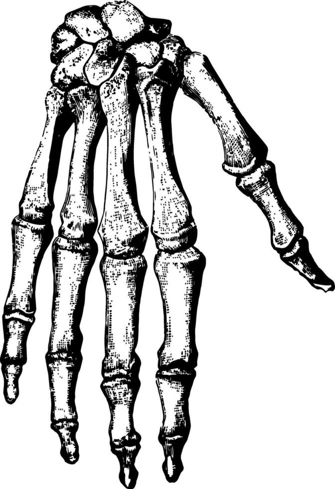 Bones of the Hand, vintage illustration. vector