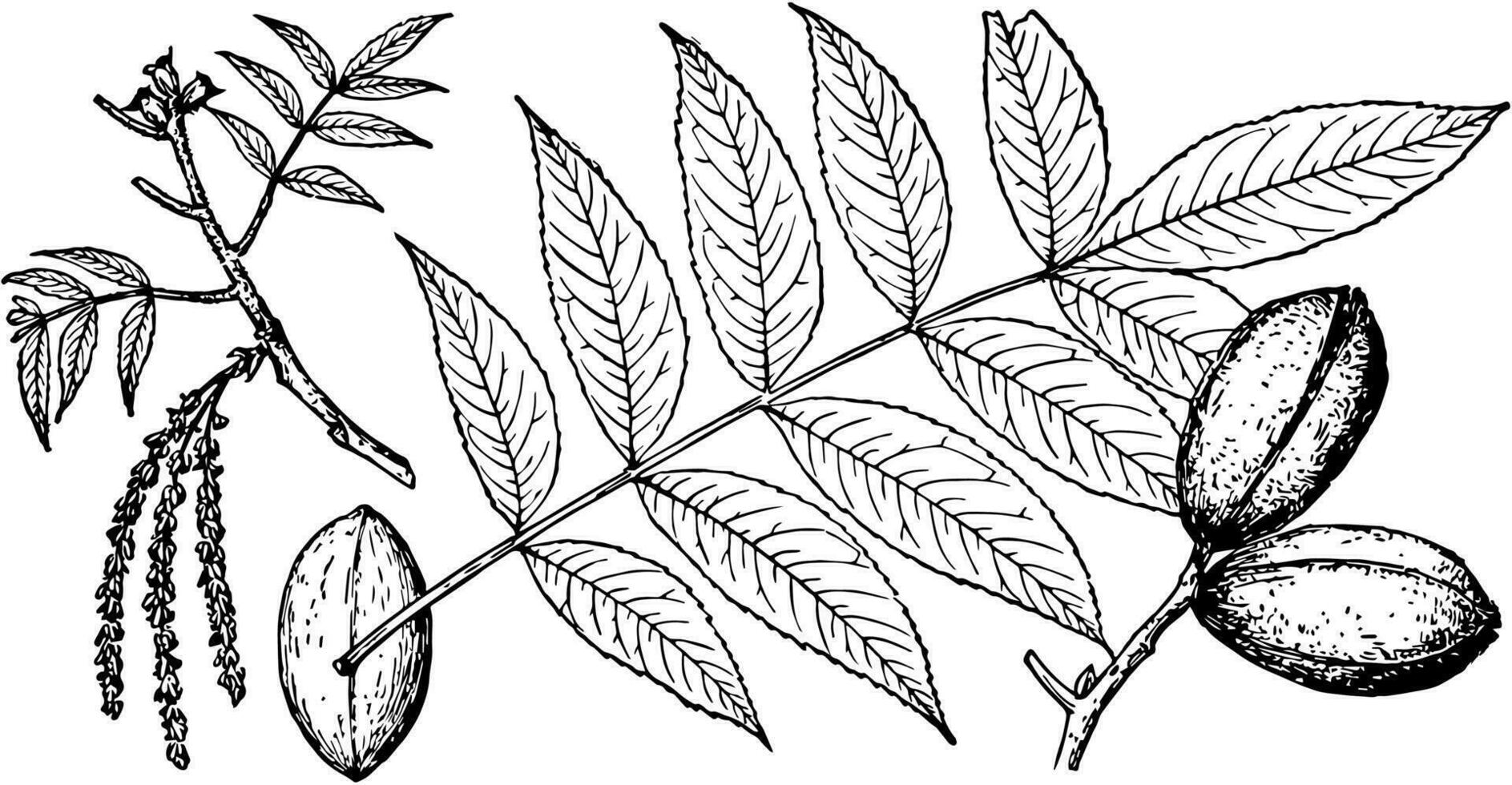 Branch of Hicoria Texana vintage illustration. vector