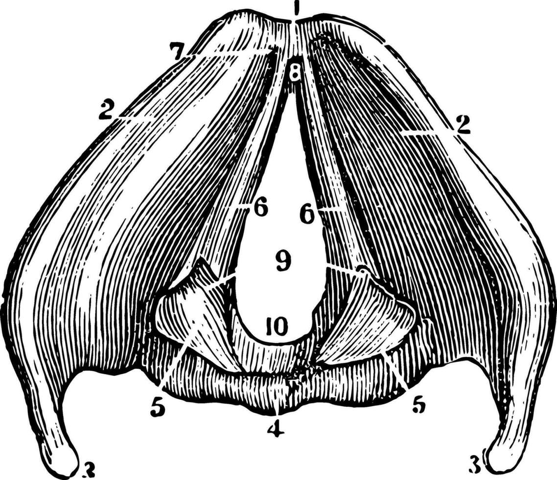 A View of the Larynx Showing the Vocal Ligaments, vintage illustration vector