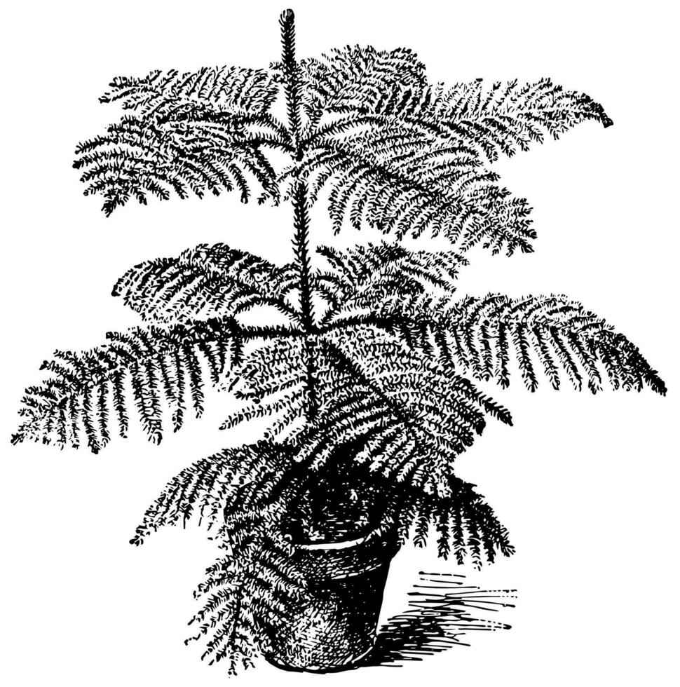 Araucaria Excelsa vintage illustration. vector