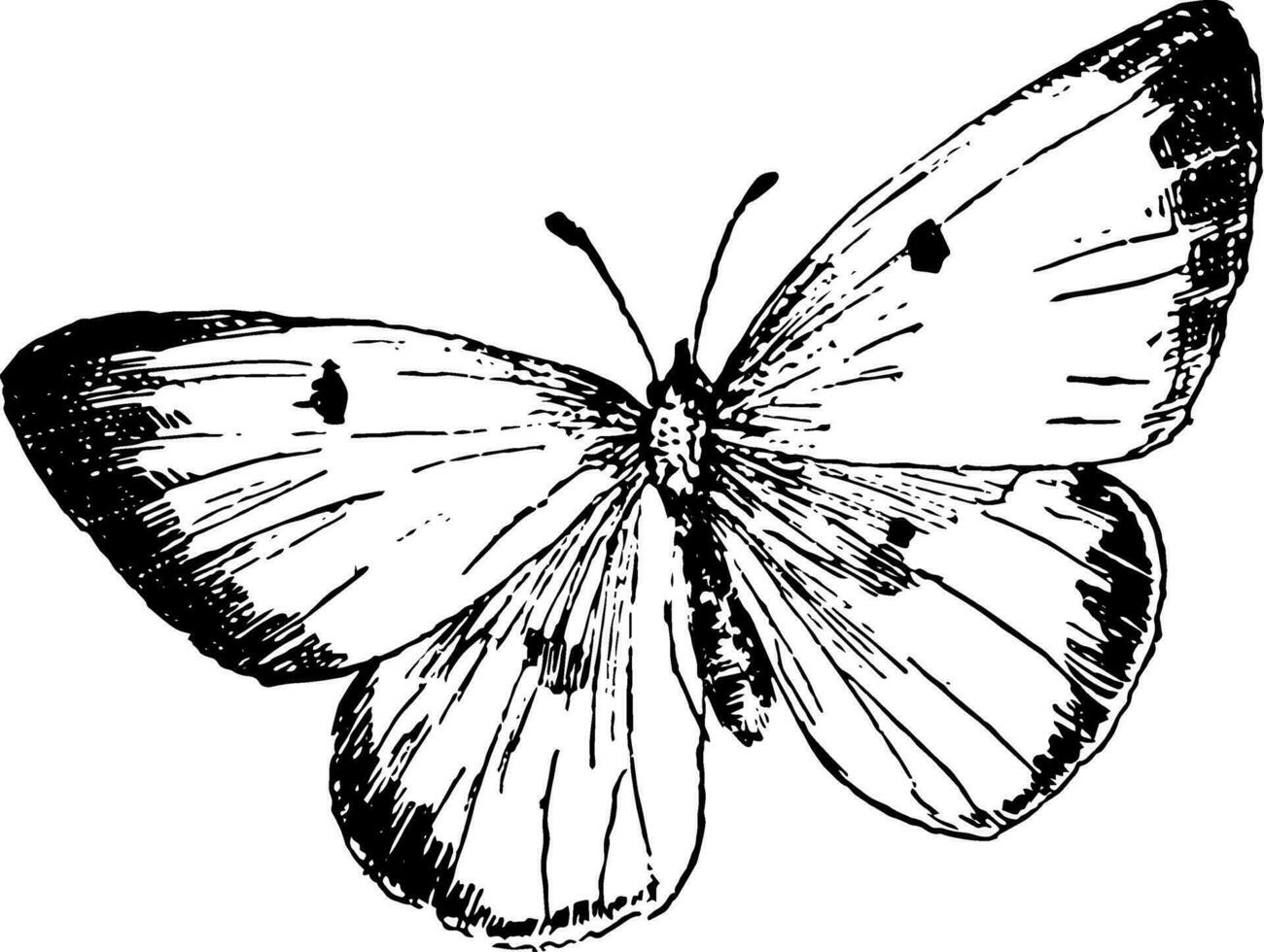 C Philodice Butterfly, vintage illustration. vector