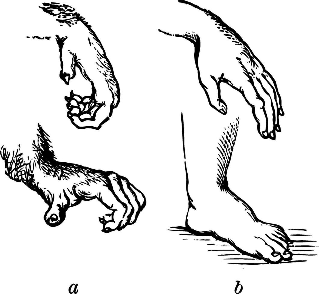 Comparison of the Hand and the Foot of a Monkey and Human, vintage illustration vector