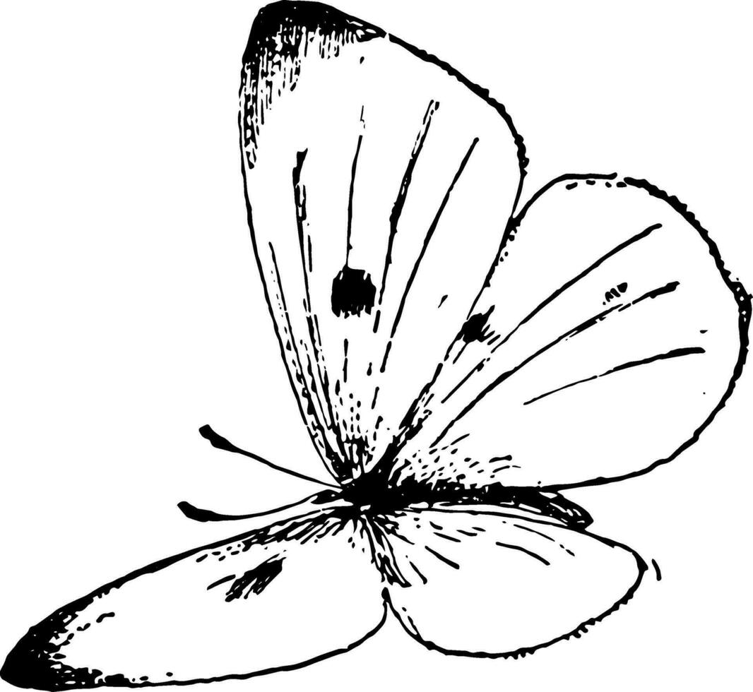 P Rapae Butterfly, vintage illustration. vector