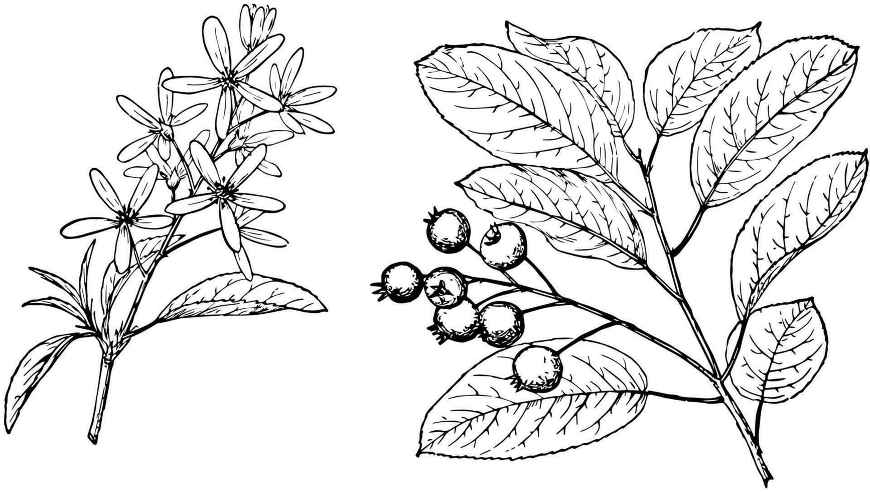 rama de amelanchier obovalis Clásico ilustración. vector