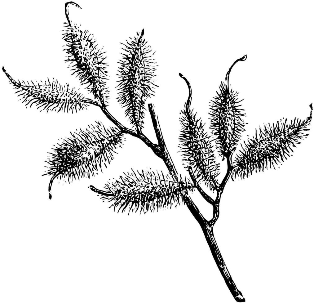 Portion of Fruiting Branch of Halesia Hispida vintage illustration. vector