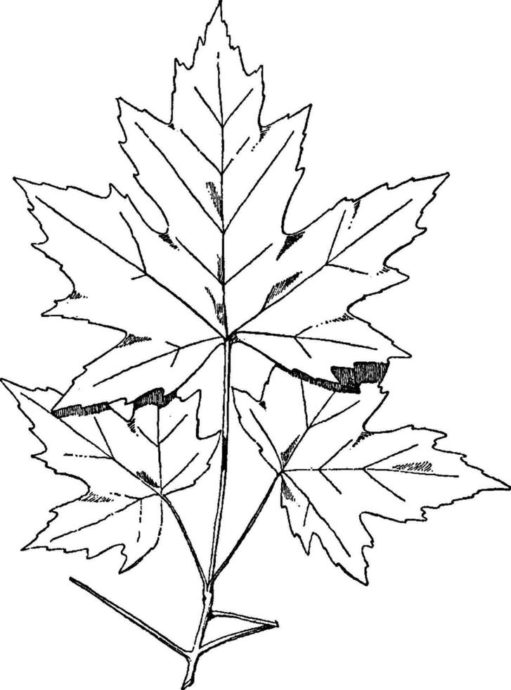 Spray of Sugar Maple designs were often used on friezes, vintage engraving. vector
