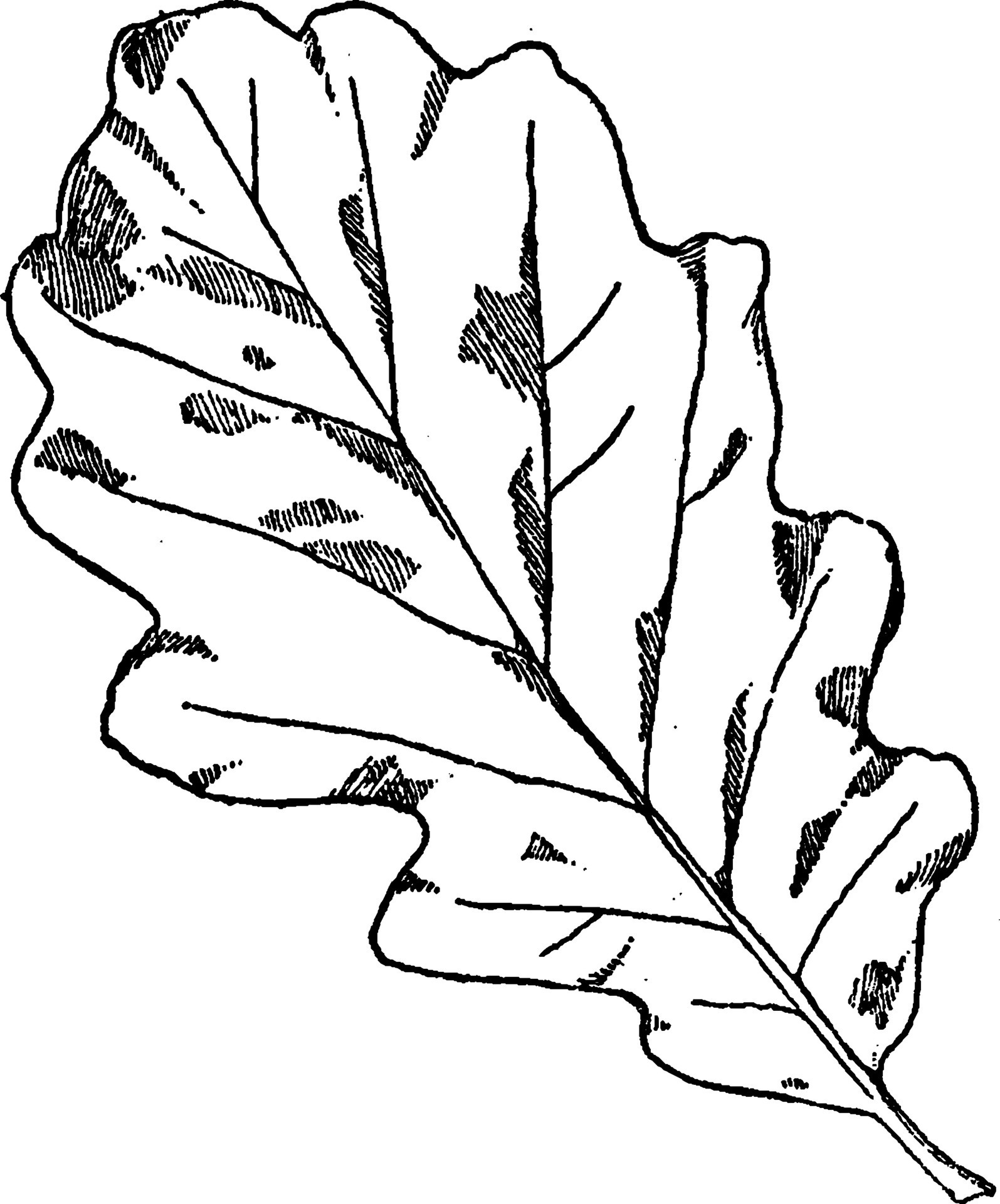 leaf-of-winter-oak-designs-were-often-on-cornices-and-columns-vintage