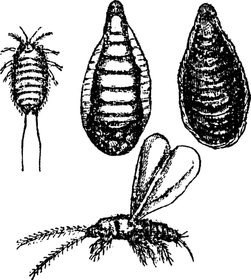 Aspidiotus Citricola, vintage illustration. vector