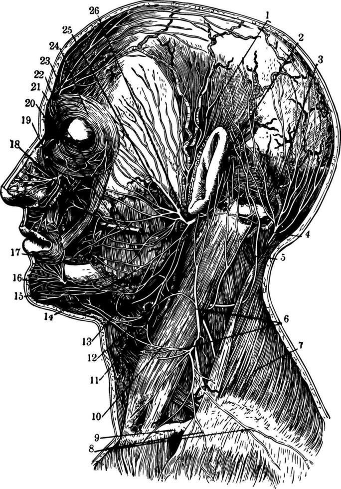 Arteries and Nerves, vintage illustration. vector