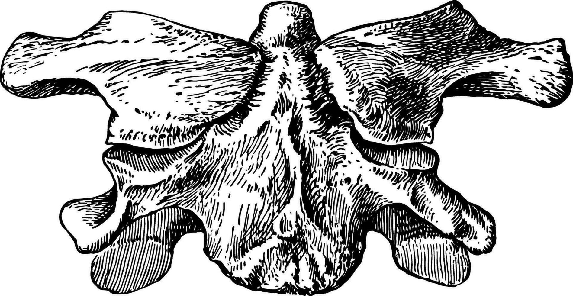 Atlas Without Anterior Arch, vintage illustration. vector