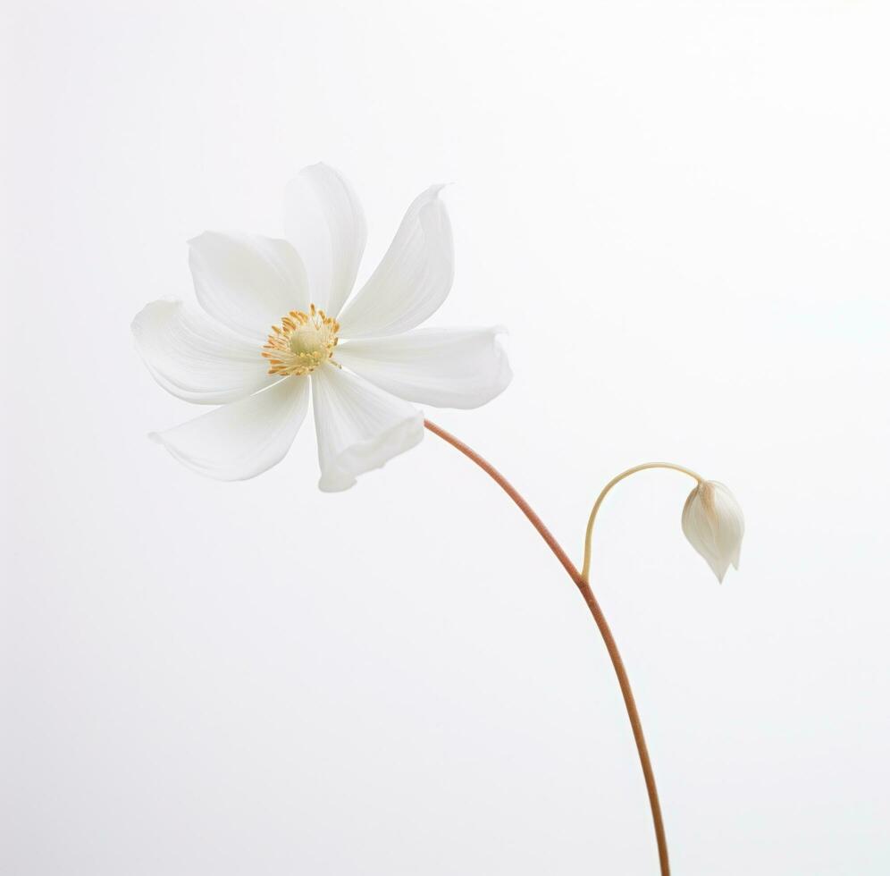 ai generado un sencillo blanco flor es aislado foto