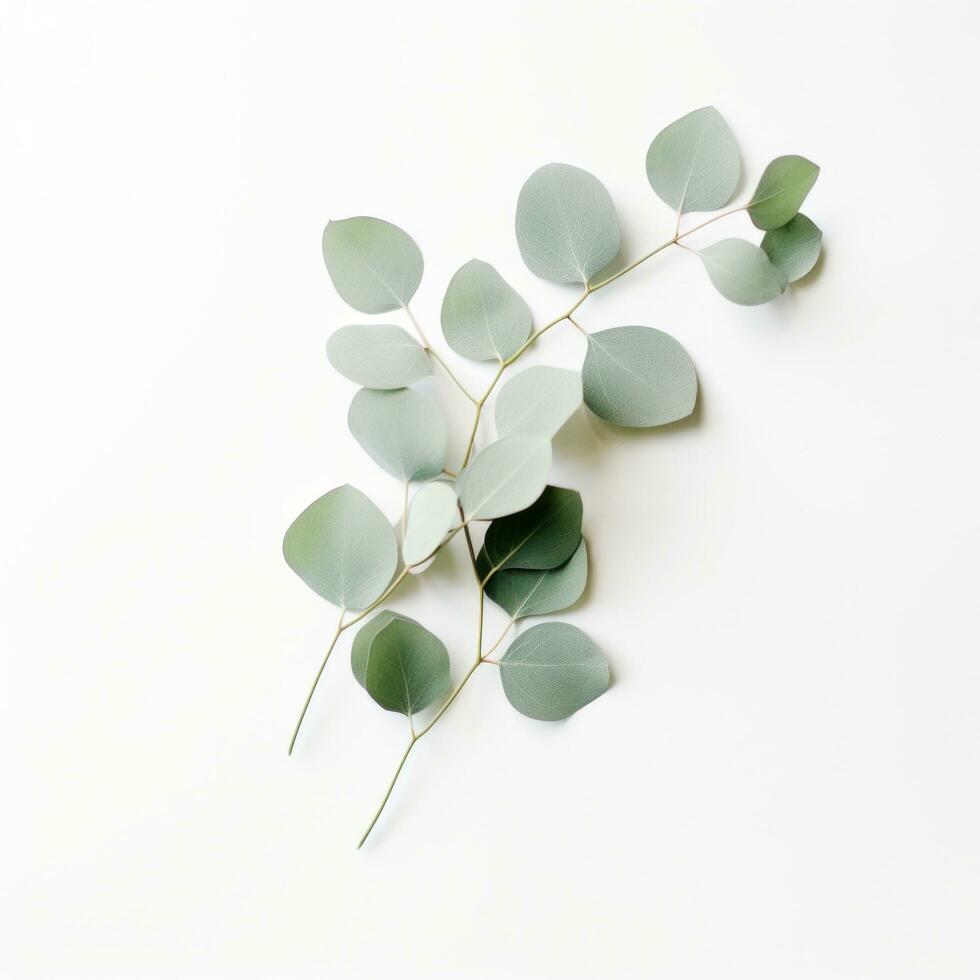 AI generated a small green eucalyptus plant on a white background, photo