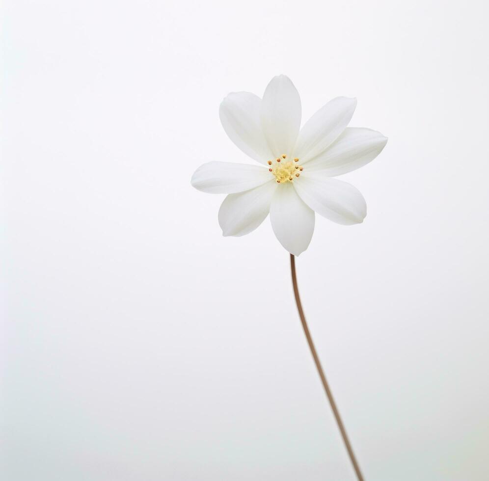 ai generado un sencillo blanco flor es aislado foto