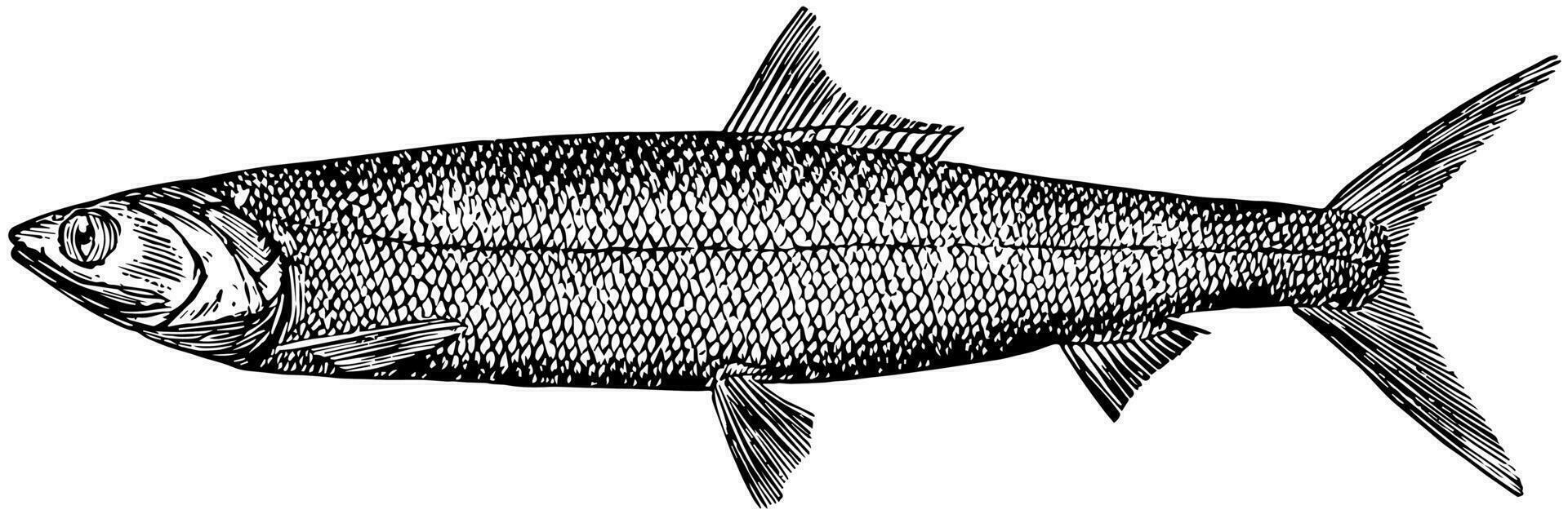 Ladyfish, vintage illustration. vector