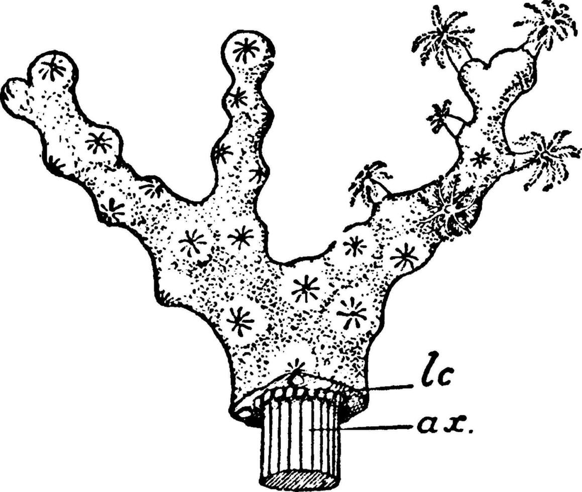 Colony of Collarium Rubrum, vintage illustration. vector