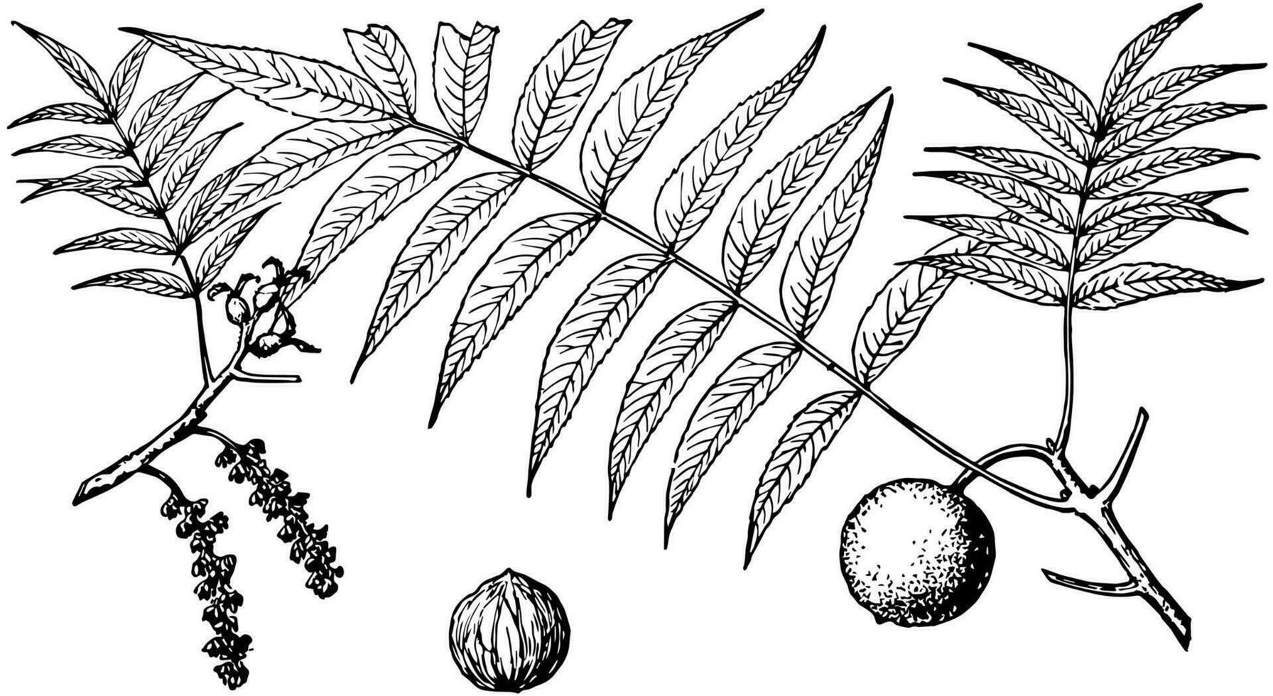 rama de Juglans rupestris Clásico ilustración. vector