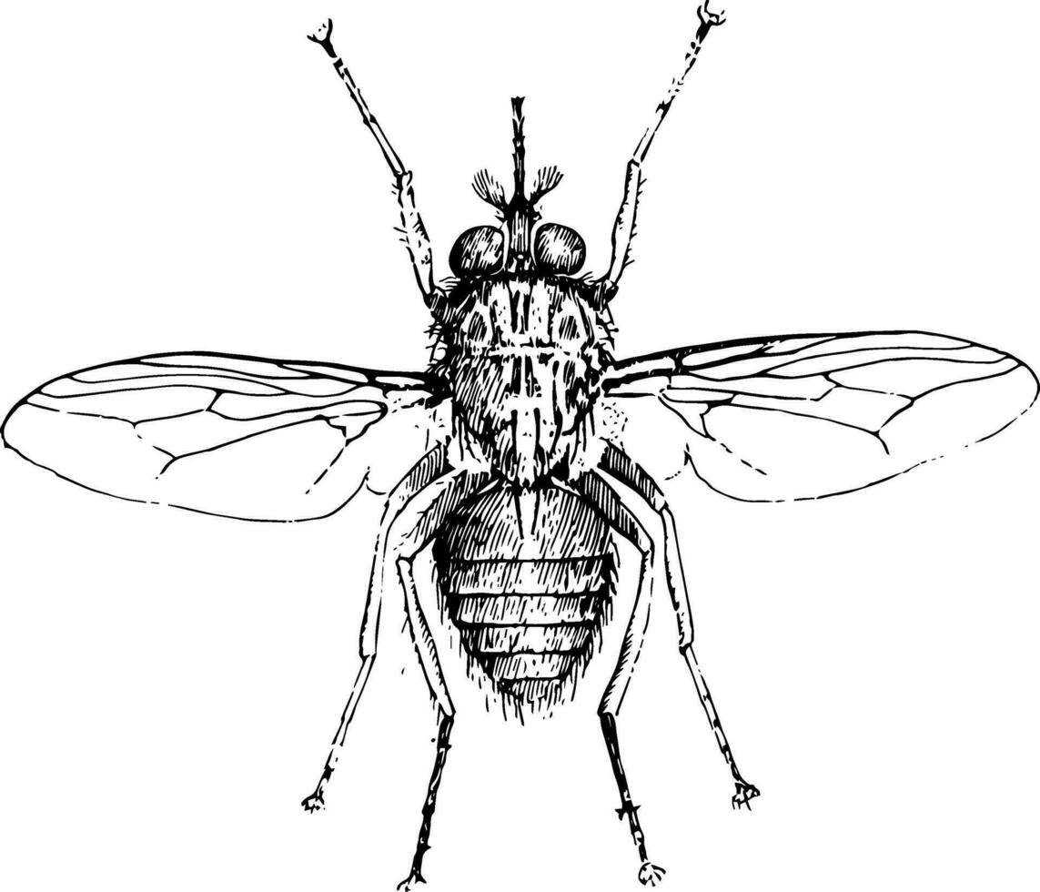 Tsetse Fly, vintage illustration. vector