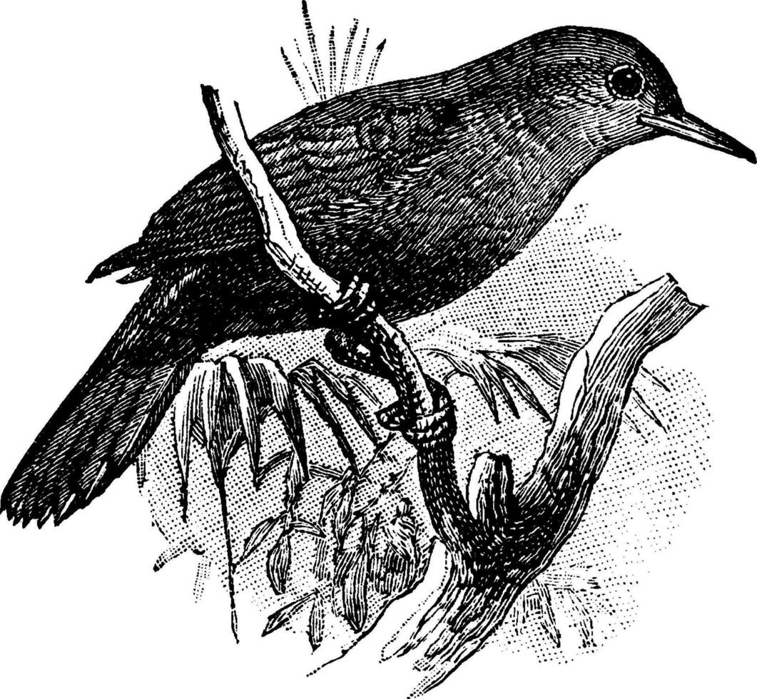 negro cola lanzador de hojas, Clásico ilustración. vector