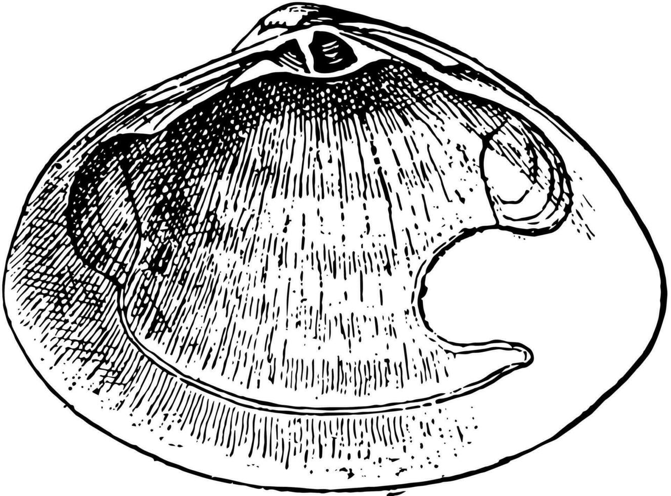 Right Valve of a Mactra Stultorum, vintage illustration. vector