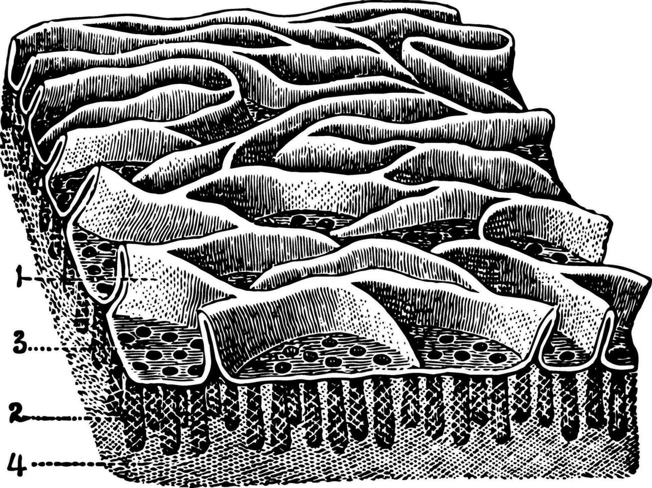 Mucous Membrane from the Jejunum, vintage illustration. vector