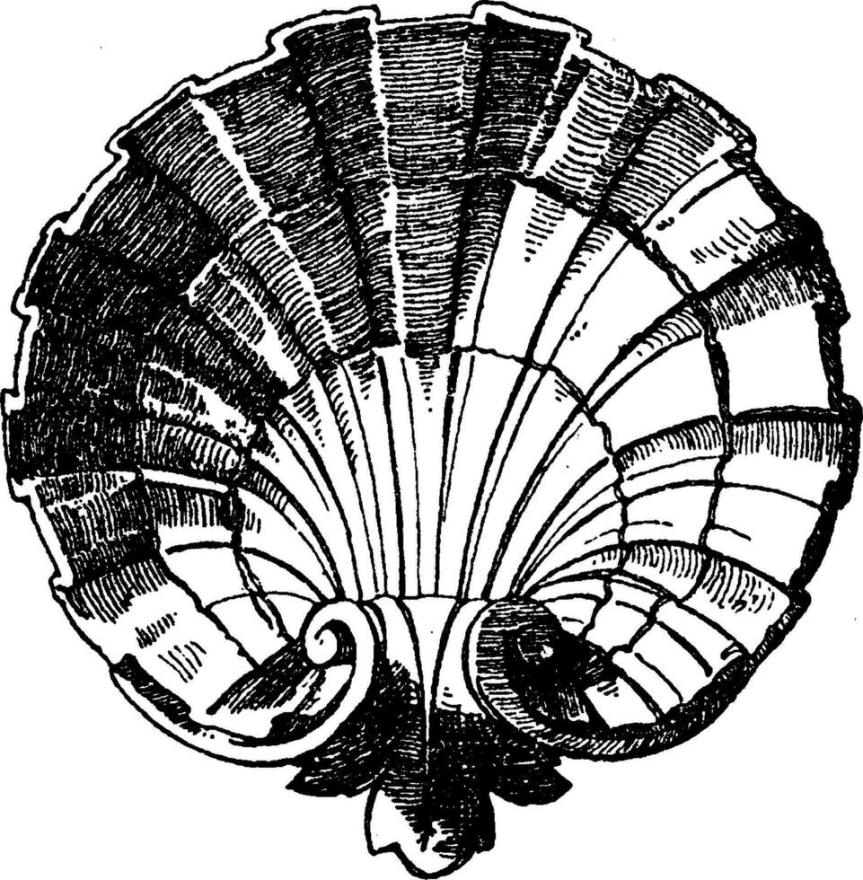 Scallop Design Shell was designed by sculptor Lehr of Berlin, vintage engraving. vector