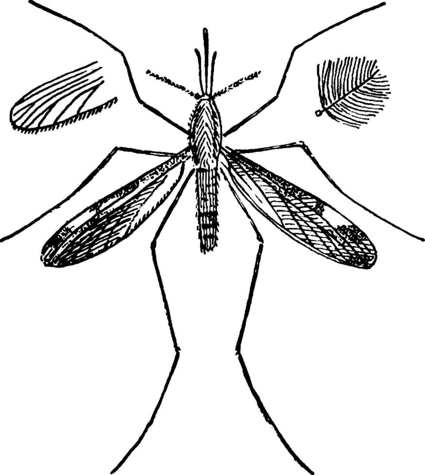 Anopheles, vintage illustration. vector