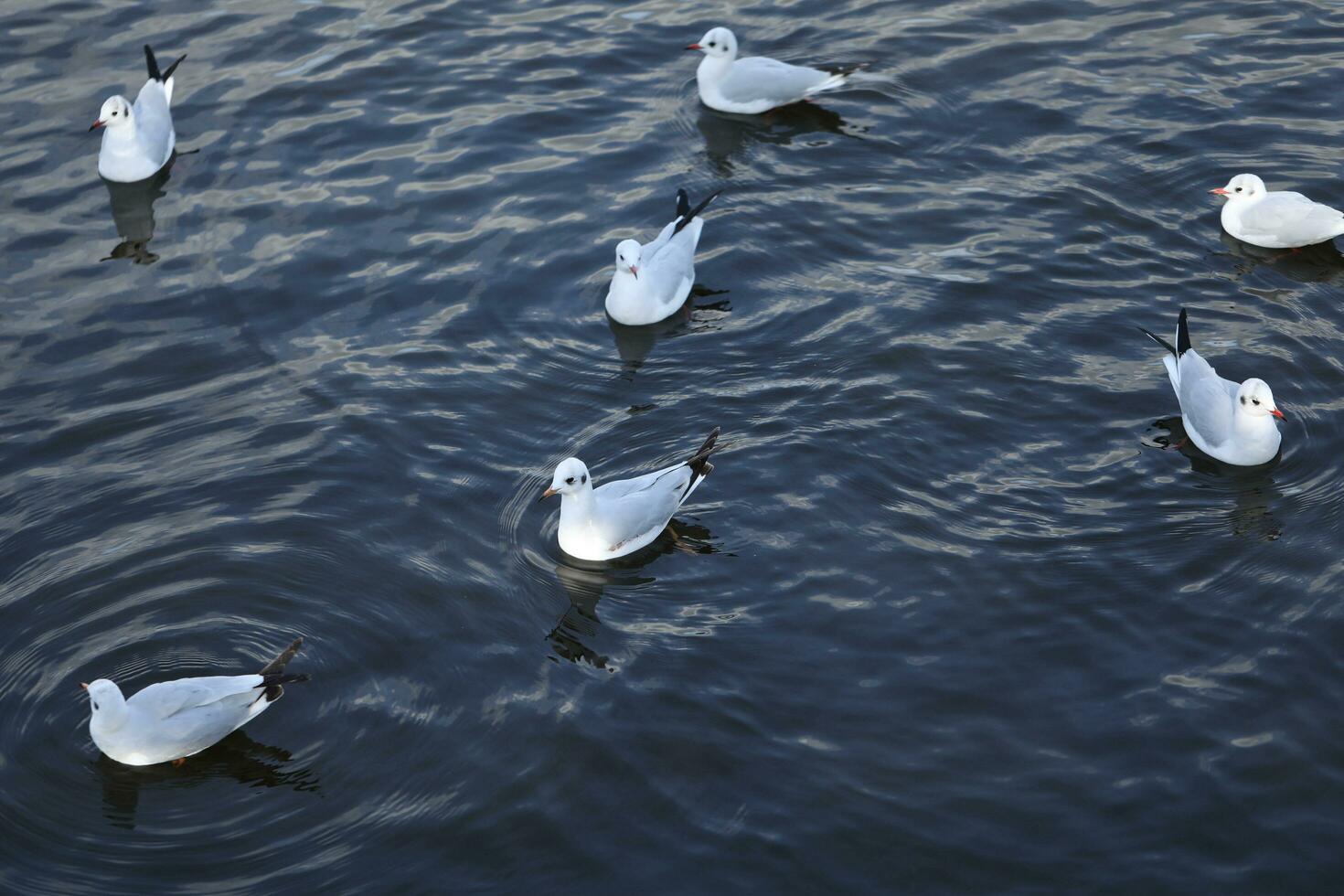 Sea mew on the river in summer time. Wildlife photo