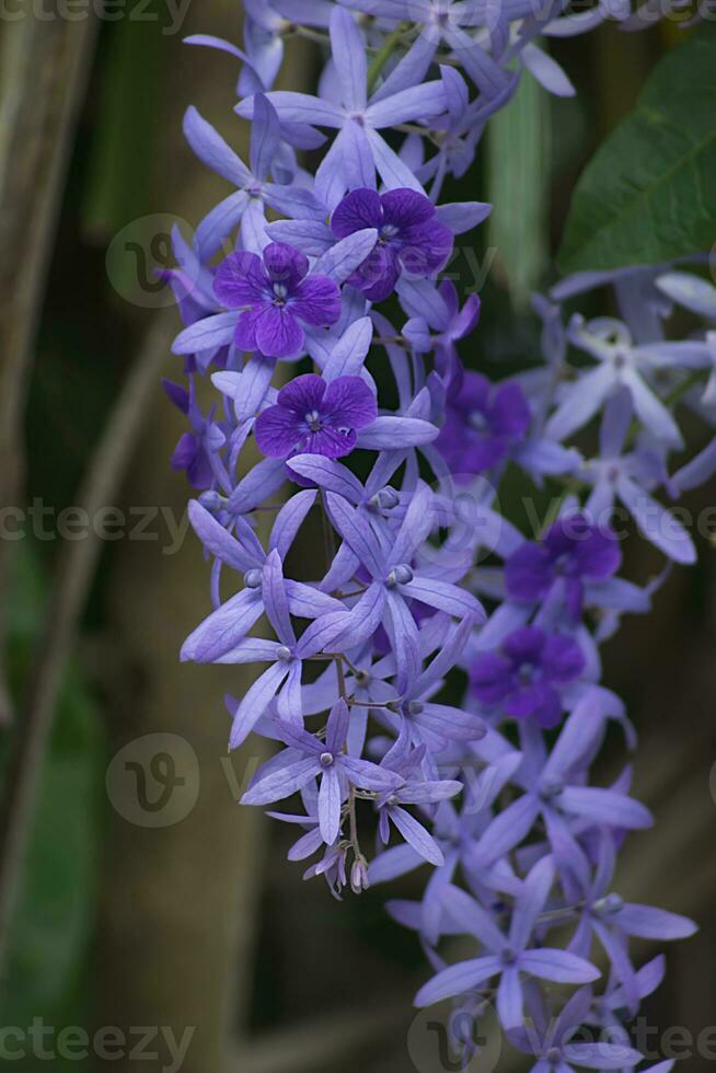 Violet Petrea Flowers on tree. photo