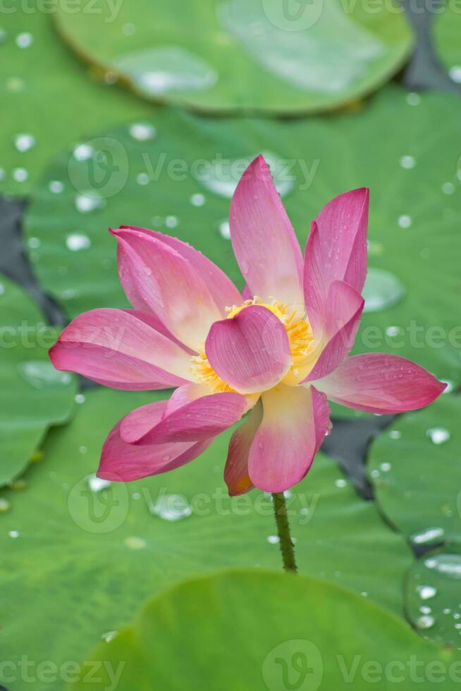 Beautiful pink lotus flower photo